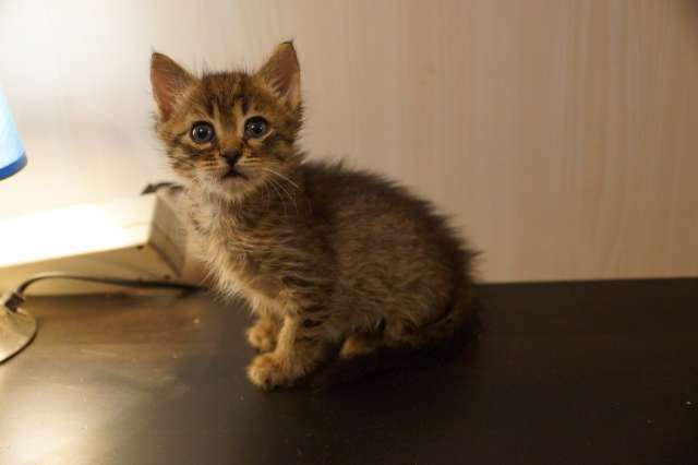 Котенок 1 месяц ищет дом и хозяев Котенок 1 месяц ищет дом и хозяев