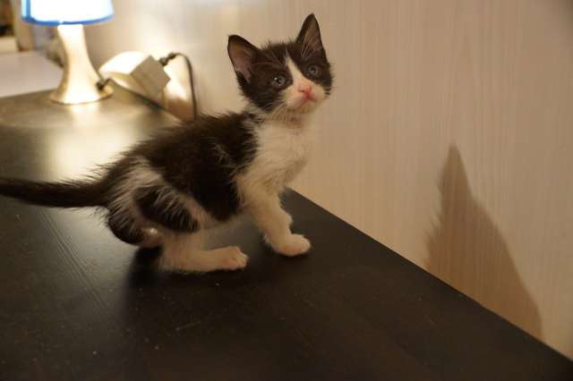 Котенок 1 месяц ищет дом и хозяев Котенок 1 месяц ищет дом и хозяев