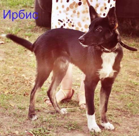 Ирбис, Молли и Чарли ждут своих любящих хозяев Ирбис, Молли и Чарли ждут своих любящих хозяев