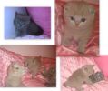 Британские и Шотландские котята