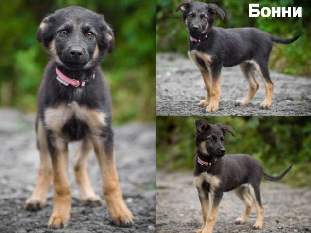 Трое из ларца одинаковых с лица!) Щенки, 3,5 мес, в дар. Трое из ларца одинаковых с лица!) Щенки, 3,5 мес, в дар.