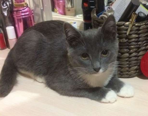 Дымчатое зеленоглазое чудо по имени Миф! Котенок, мальчик, в дар. Дымчатое зеленоглазое чудо по имени Миф! Котенок, мальчик, в дар.