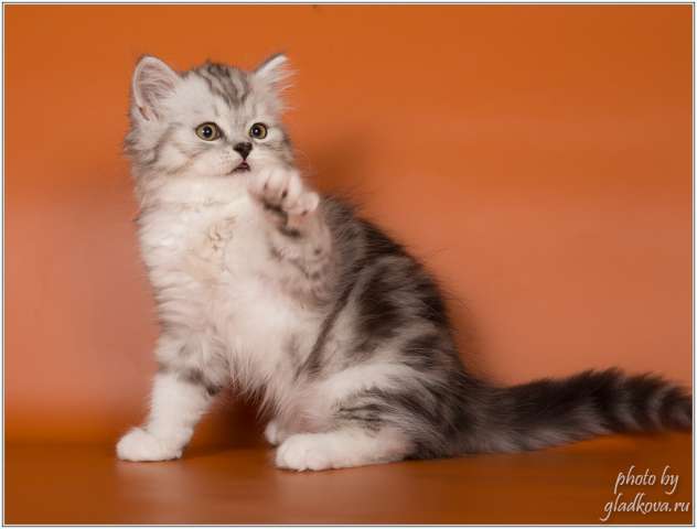 Прекрасные котята шотландской породы Прекрасные котята шотландской породы