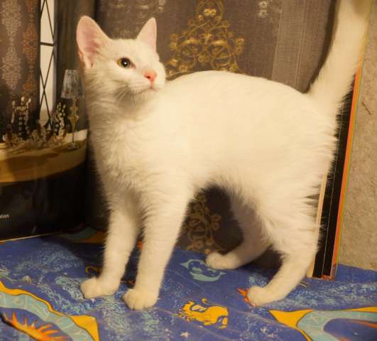 Особенный котенок-инвалид Фиона ищет дом и добрых хозяев Особенный котенок-инвалид Фиона ищет дом и добрых хозяев