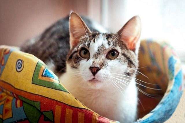 Умнейший котик Гриша в добрые руки! Умнейший котик Гриша в добрые руки!