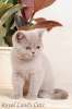 Британский лиловый кот - Квентин Тарантино