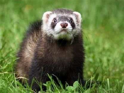 Объединения заводчиков и владельцев декоративных хорьков «GOLDEN FERRET» («Голден Феррет»). Объединения заводчиков и владельцев декоративных хорьков «GOLDEN FERRET» («Голден Феррет»).