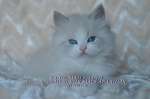 Невские Маскарадные котята