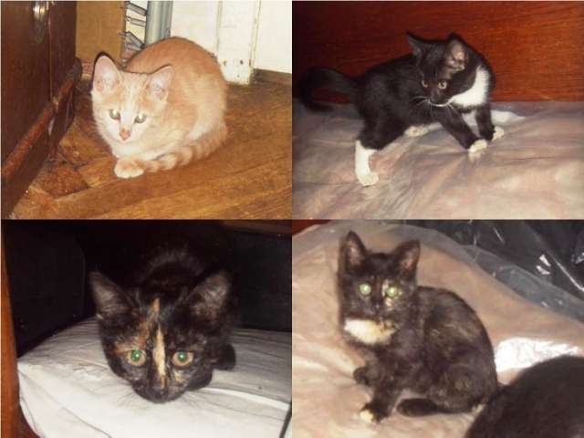 Котята - девочки (3 мес.) в добрые руки! Котята - девочки (3 мес.) в добрые руки!