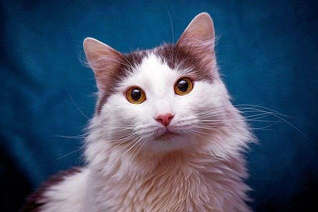 Ласковый дружелюбный котик Ватсон ищет дом! Ласковый дружелюбный котик Ватсон ищет дом!