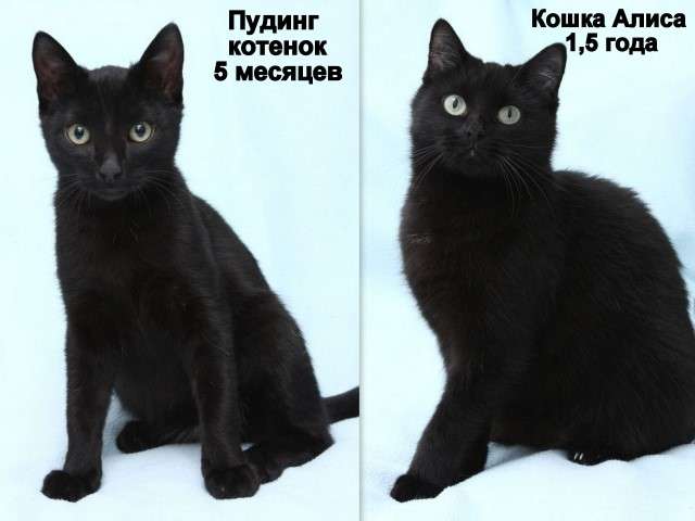 Алиса и Пудинг! Черная кошка+черный кот в дар. Алиса и Пудинг! Черная кошка+черный кот в дар.
