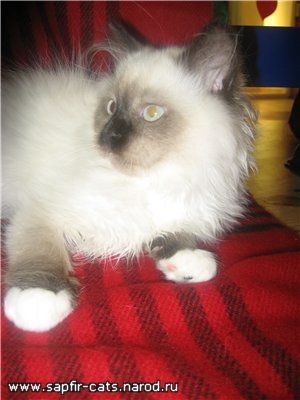 Котята УНИКАЛЬНОЙ породы РЭГДОЛЛ (Тряпичная кукла) Котята УНИКАЛЬНОЙ породы РЭГДОЛЛ (Тряпичная кукла)