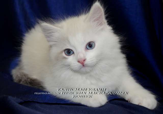Невский Маскарадный котенок Невский Маскарадный котенок