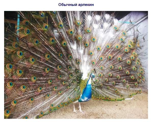 Продаем павлинов Продаем павлинов
