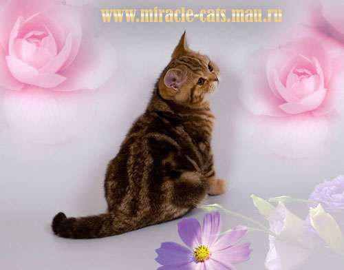 БРИТАНСКИЙ МРАМОРНЫЙ КОТЁНОК НАСТОЯШИЙ ТИГРЁНОК ! БРИТАНСКИЙ МРАМОРНЫЙ КОТЁНОК НАСТОЯШИЙ ТИГРЁНОК !