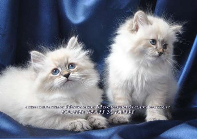 Невский Маскарадный котенок Невский Маскарадный котенок