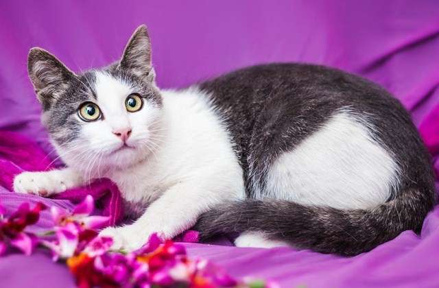 Маленькая леди! Кошечка Шанель в добрые руки. Маленькая леди! Кошечка Шанель в добрые руки.