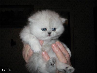 Персидские и Экзотические КОТЯТА Персидские и Экзотические КОТЯТА