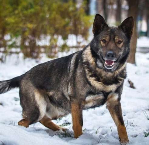 Шикарный парень Зевс, в добрые руки, в дар Шикарный парень Зевс, в добрые руки, в дар