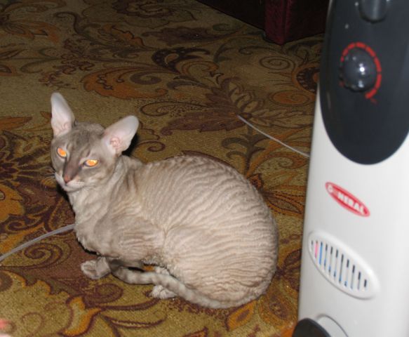 корниш рекс вязка корниш рекс вязка