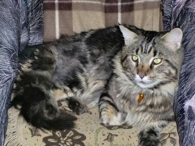 Мейн- куна крупные котята Мейн- куна крупные котята