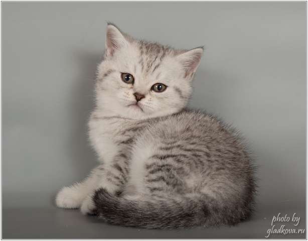 Умнейшие шотландские котята Умнейшие шотландские котята