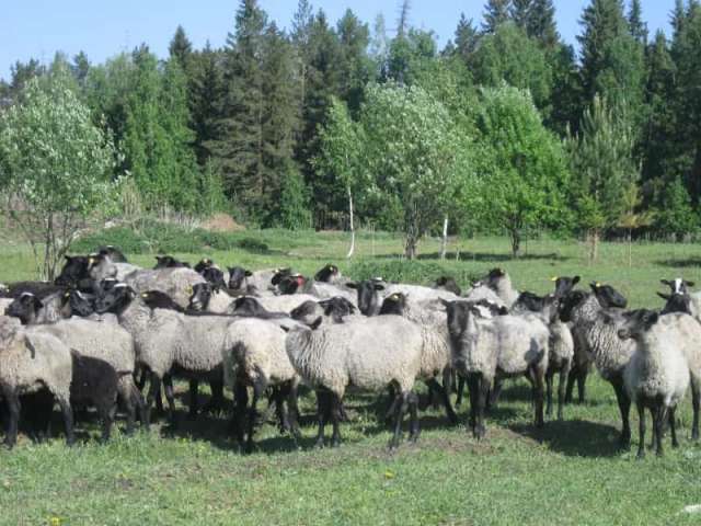 Продаем овец романовской породы Продаем овец романовской породы