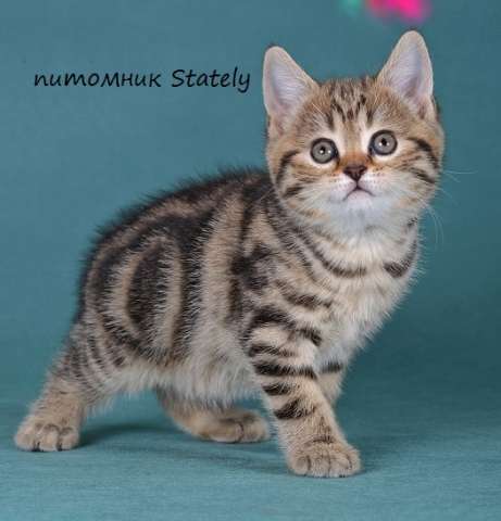 Шотландские котята черный мрамор Шотландские котята черный мрамор