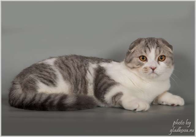 Котёнок к Новому году Котёнок к Новому году