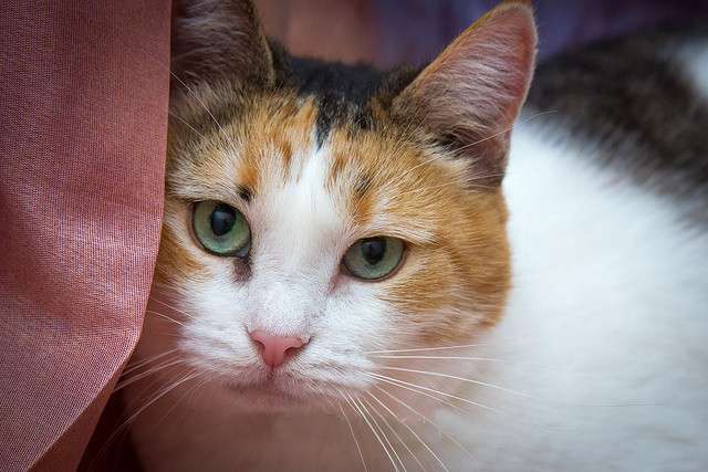 Кошка в дар. Катя – не кошка, а мечта! Кошка в дар. Катя – не кошка, а мечта!