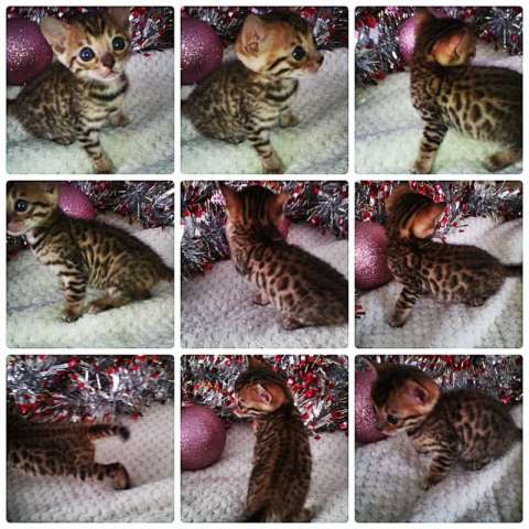 Клубные бенгальские котята. Клубные бенгальские котята.