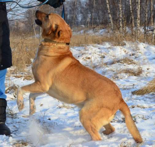 Умный друг и компаньон в дар