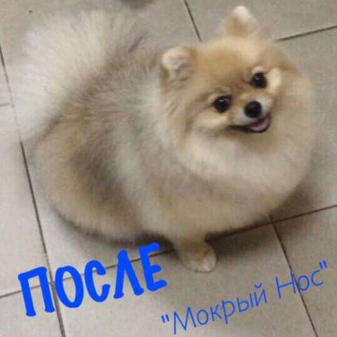 Зоосалон "Мокрый нос" Весь комплекс услуг за Вашими питомцами Зоосалон "Мокрый нос" Весь комплекс услуг за Вашими питомцами