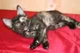 Котята курильского бобтейла Котята курильского бобтейла