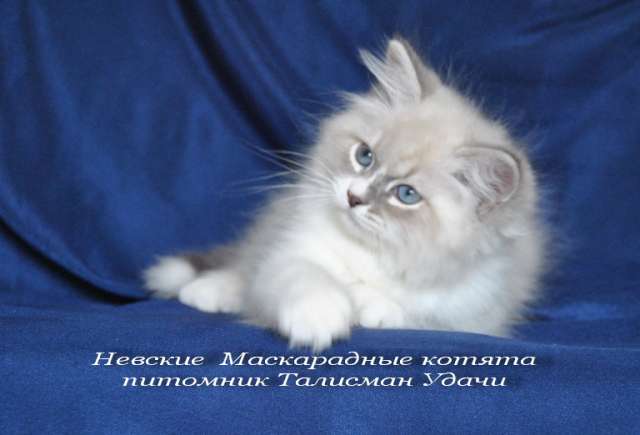 Невские Маскарадные котята из питомника Невские Маскарадные котята из питомника