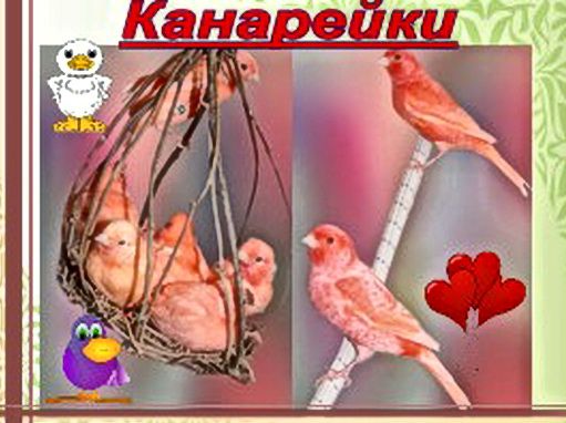 Канарейки - опт и розница, распродажа Канарейки - опт и розница, распродажа
