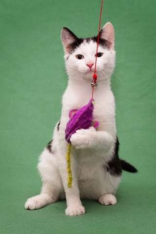 Котенок Марфуша в поисках дома Котенок Марфуша в поисках дома