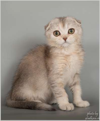 Великолепные шотландские котята Великолепные шотландские котята