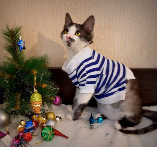 Мурзик ищет дом Мурзик ищет дом