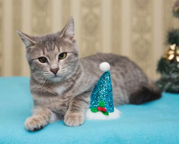 Котенок Чижик 4.5 мес мальчик в дар. Котенок Чижик 4.5 мес мальчик в дар.