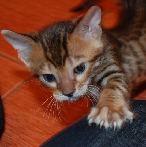 Бенгальские котята Бенгальские котята