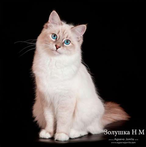 Невские маскарадные котята Невские маскарадные котята