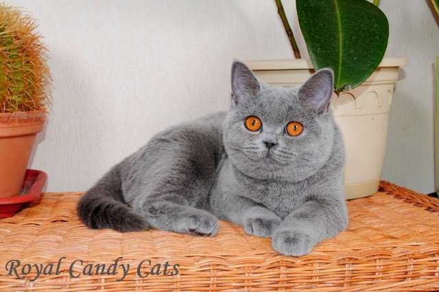 Британские котята, классика Британские котята, классика