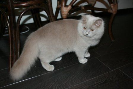 Котик породы хайленд-страйт ищет невесту! Котик породы хайленд-страйт ищет невесту!