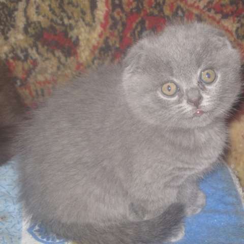 клубные котята питомника "sweettoy" клубные котята питомника "sweettoy"