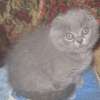клубные котята питомника "sweettoy"