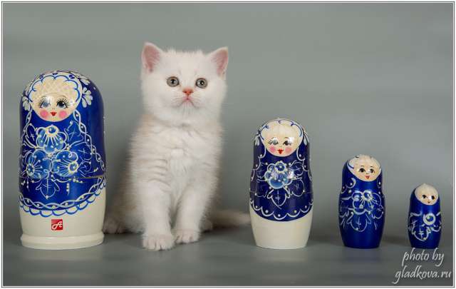 Ласковые и нежные котята шотландской породы Ласковые и нежные котята шотландской породы
