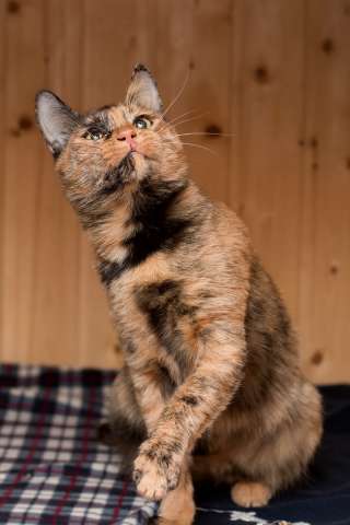 Эксклюзивная кошка Луша поисках дома Эксклюзивная кошка Луша поисках дома