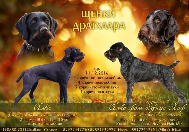 Продаю щенков дратхаара д.р. 11.12.2016 г. Продаю щенков дратхаара д.р. 11.12.2016 г.