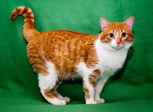 Уникальный кот по кличке Гарри! Кот-друг, кот-личность, в дар. Уникальный кот по кличке Гарри! Кот-друг, кот-личность, в дар.